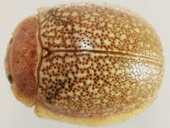 Paropsis roseola
