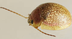 Paropsis roseola