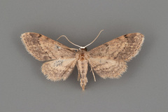 Protoproutia rusticaria