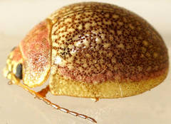 Paropsis roseola