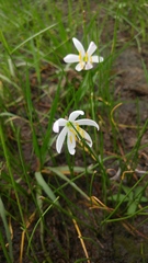 Angiospermae