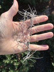 Tillandsia usneoides