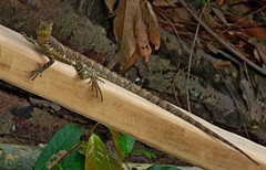 Uranoscodon superciliosus