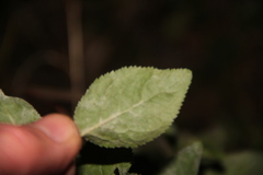 Prunus cerasifera