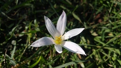 Zephyranthes mesochloa