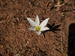 Zephyranthes mesochloa