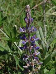 Lupinus albescens