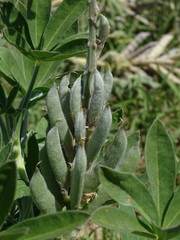 Lupinus albescens