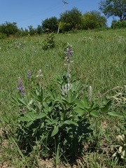 Lupinus albescens