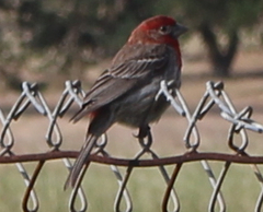 Haemorhous mexicanus