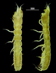 Tanaidomorpha