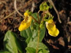 Calceolaria parviflora