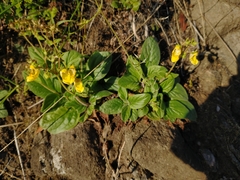 Calceolaria parviflora