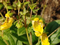 Calceolaria parviflora