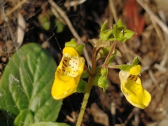 Calceolaria parviflora