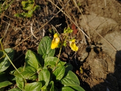 Calceolaria parviflora
