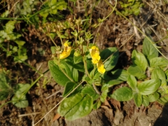 Calceolaria parviflora
