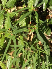 Euphorbia heterophylla image
