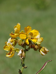 Senna scabriuscula