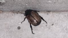 Anomala testaceipennis