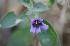 Dyschoriste hirsutissima