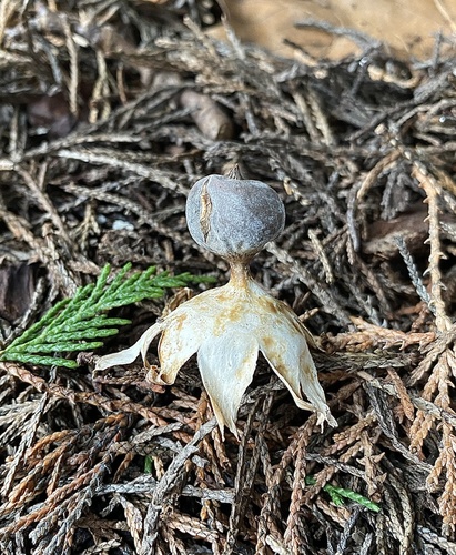 Beaked Earthstar