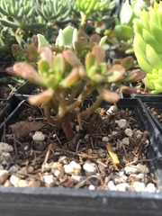 Aeonium sedifolium