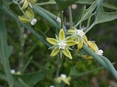 Araujia brachystephana