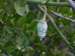 Araujia brachystephana