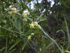 Araujia brachystephana