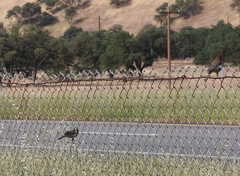 Haemorhous mexicanus