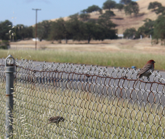 Haemorhous mexicanus