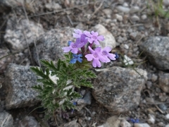 Glandularia mendocina