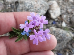 Glandularia mendocina