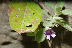 Dyschoriste hirsutissima