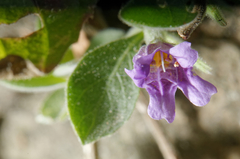 Dyschoriste hirsutissima