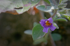 Dyschoriste hirsutissima