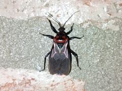 Brontostoma colossus