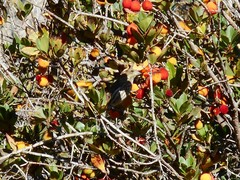 Haemorhous purpureus