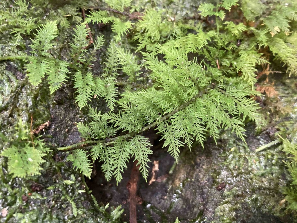 Thuidium urceolatum