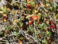 Haemorhous purpureus