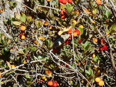 Haemorhous purpureus