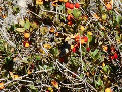 Haemorhous purpureus