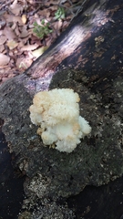 Hericium americanum