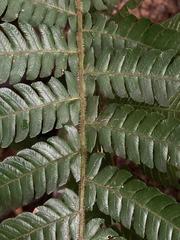 Steiropteris deltoidea