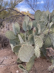 Opuntia chlorotica