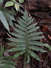 Steiropteris deltoidea