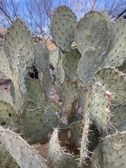 Opuntia chlorotica