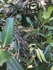 Myrsine cubana