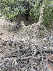 Cylindropuntia thurberi versicolor